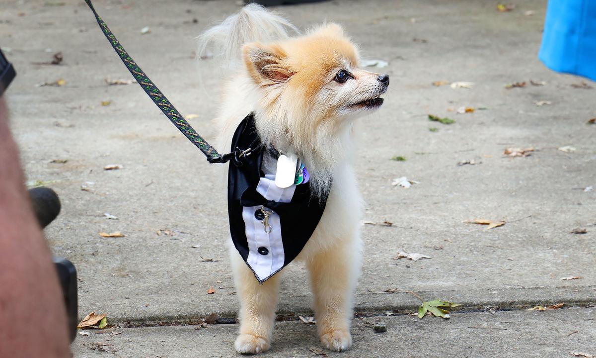 3-Legged Dog Tater Tot Credited for Helping Nurse Save Drowning 76-Year-Old Dog Owner