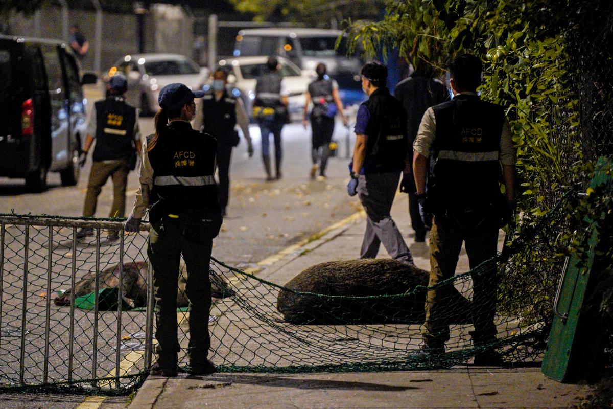 Hong Kong Declares Wild Boars Fair Game After Animal Attacks