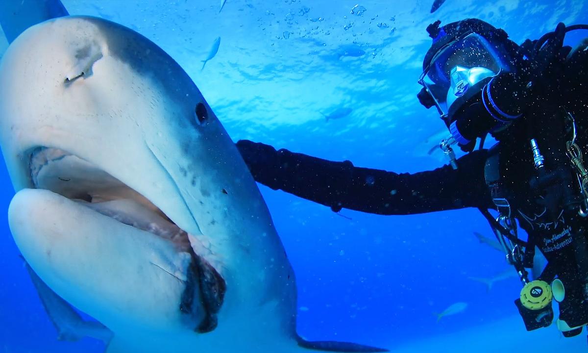 Diver Forms 20-Year Friendship With Tiger Shark Who Follows Him Like Dog ‘Trying to Get Its Head Rubbed’