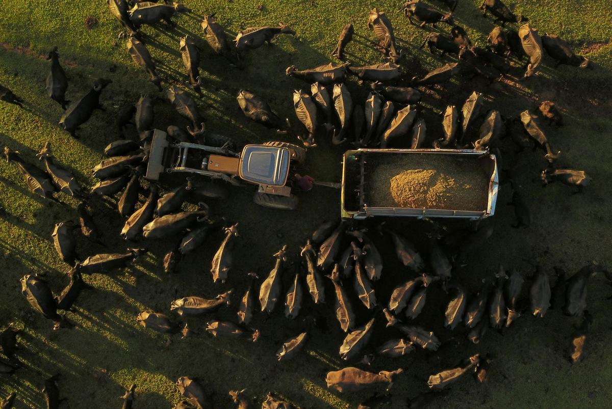 Volunteers Try to Save Starving Buffalos on Brazil Farm Where 500 Died