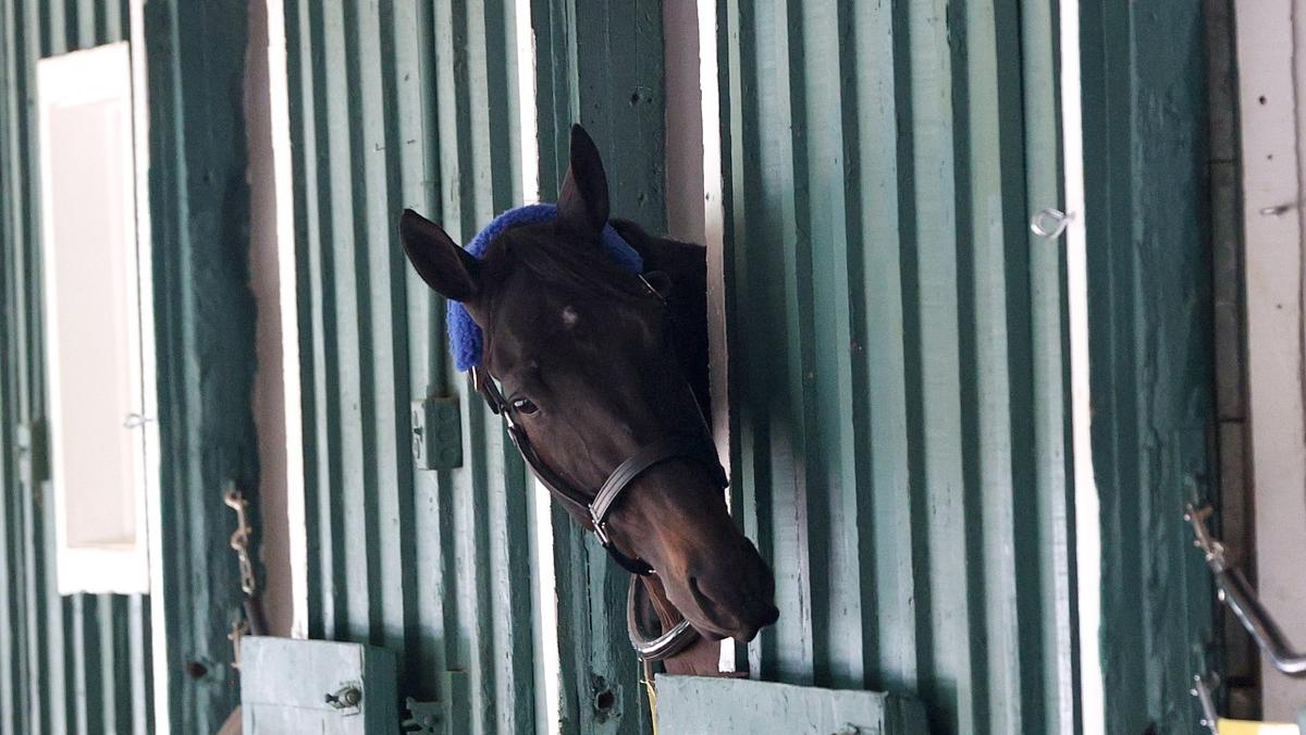 Derby Winner Medina Spirit Collapses, Dies in California