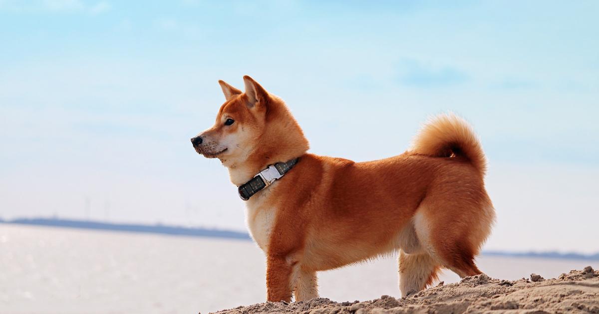 Happy Birthday, Dogecoin: How This 8-year Old Joke Grew up to Become a $22 Billion Asset