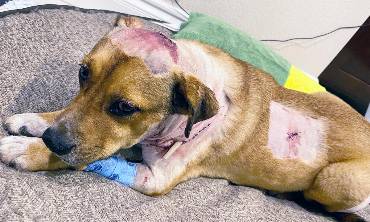 SoCal Woman Encounters Mountain Lion in Backyard—Then Loyal Dog Attacks Big Cat to Protect Her