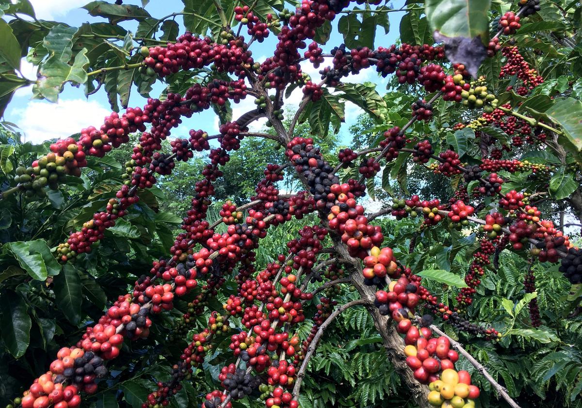 Experts Count Coffee Trees in Brazil as Prices Hit 10-year Highs