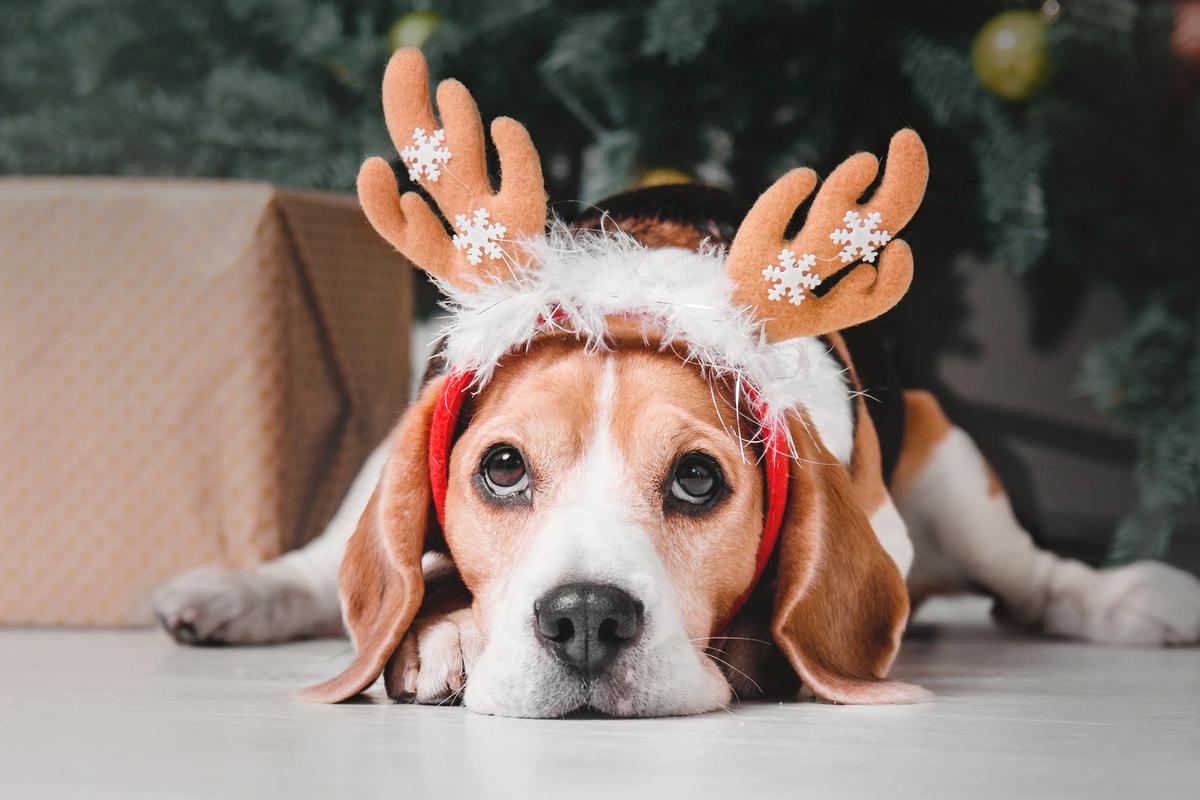 Make Christmas Safer for Pets – Here’s What to Look out For