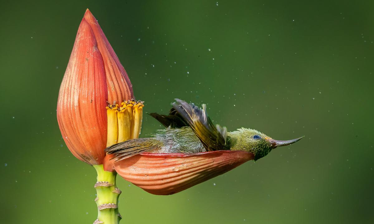 Bird Photographer Of The Year 2021 Releases Award Winners—Showing Birds Like You’ve Never Seen Them Before
