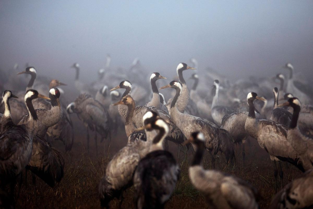 Bird Flu Kills Thousands of Cranes in Israel, Poultry Also Culled