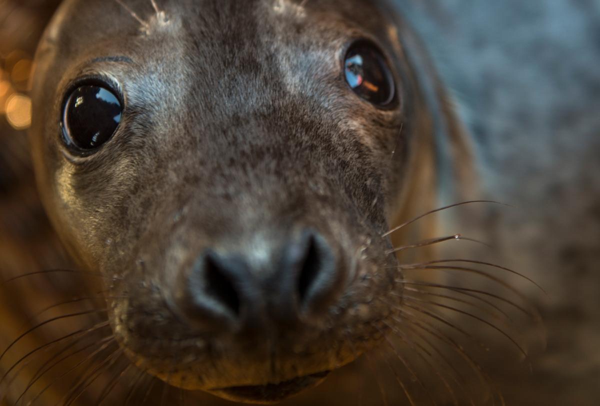 Sea Lion Wanders Onto San Diego Freeway, Miles From Ocean