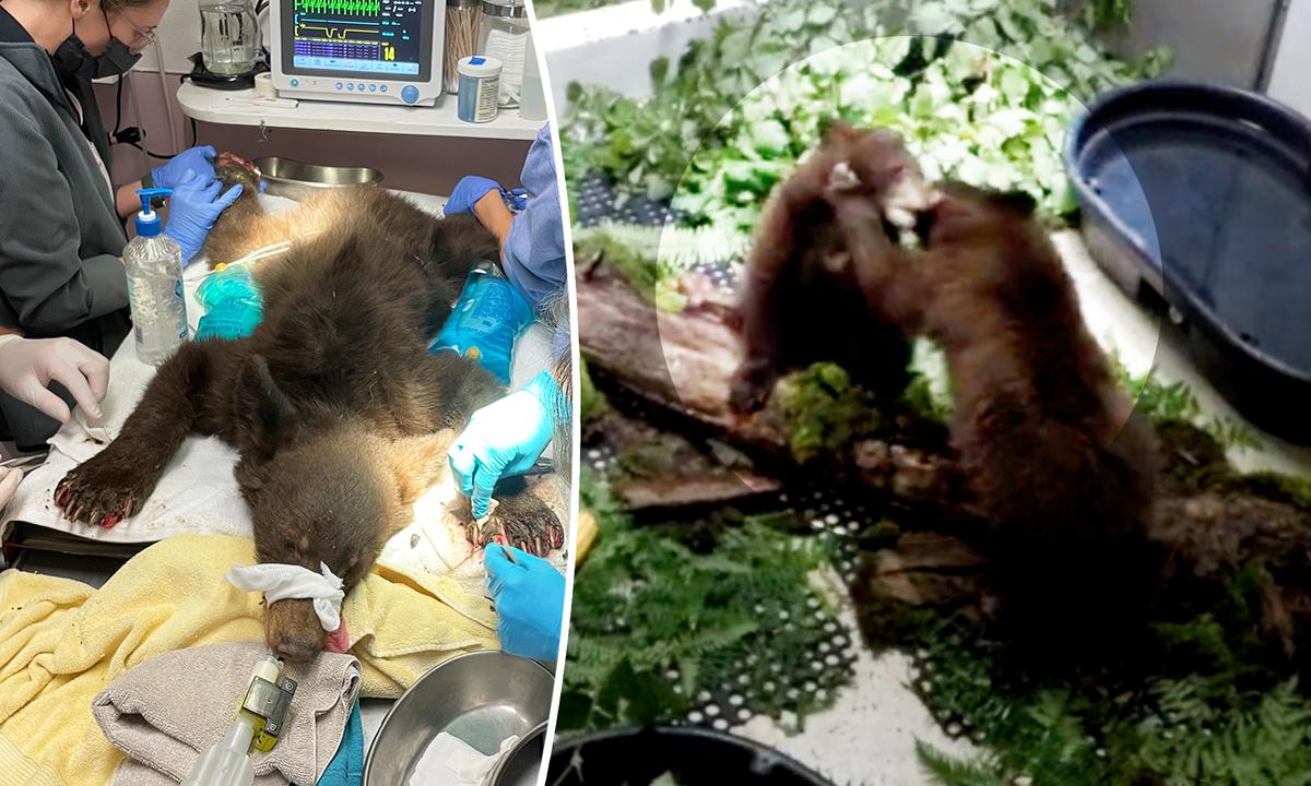 Video Captures Moment Bear Cub Siblings Reunite After Surviving Wildfire—And Now They Can’t Stop Hugging Each Other