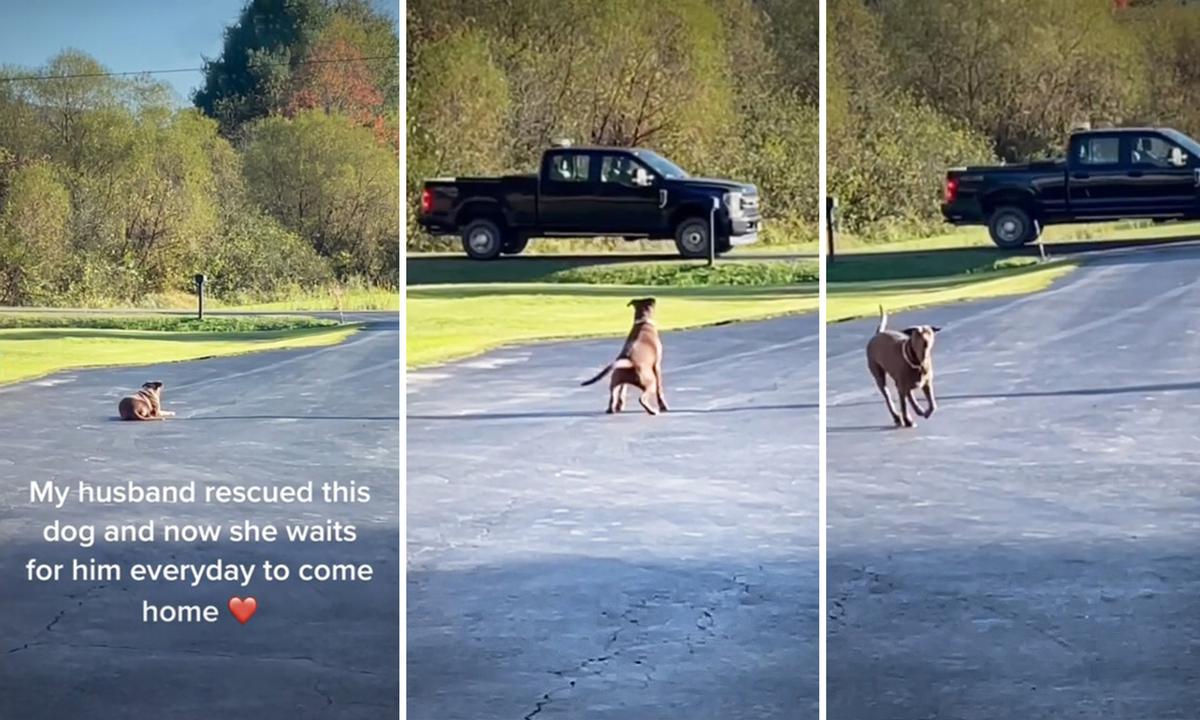 VIDEO: Loyal Dog Rescued From Mine Waits in Driveway for Dad to Return From Work Every Day, Goes Viral
