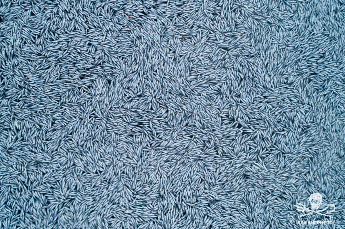 Mass Swarm of Dead Fish in Atlantic Prompts French Inquiry