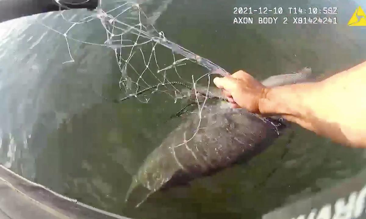 ‘I Got You, Buddy’: Bodycam Records Officer Saving Young Dolphin Trapped in Fishing Net