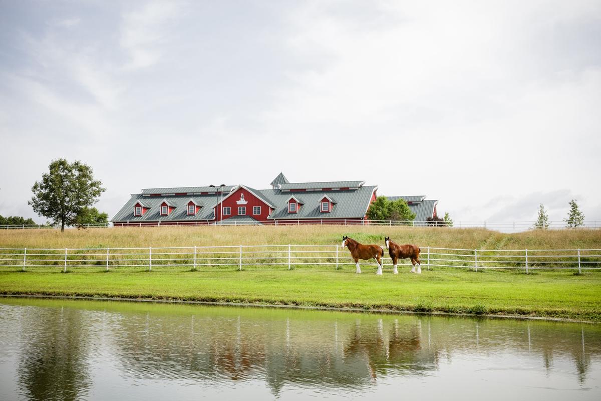 How Clydesdale Breed Horses Became an Iconic Symbol for Budweiser