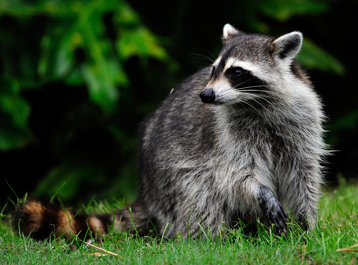 Raccoon Falls Through Ceiling Into Packed LSU Dining Hall