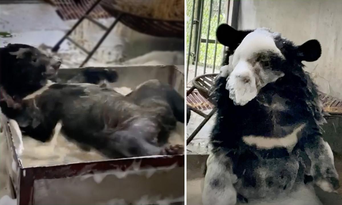 VIDEO Shows Bear Cub Rescued From Animal Traffickers Enjoying First Bubble Bath—And It’s Adorable