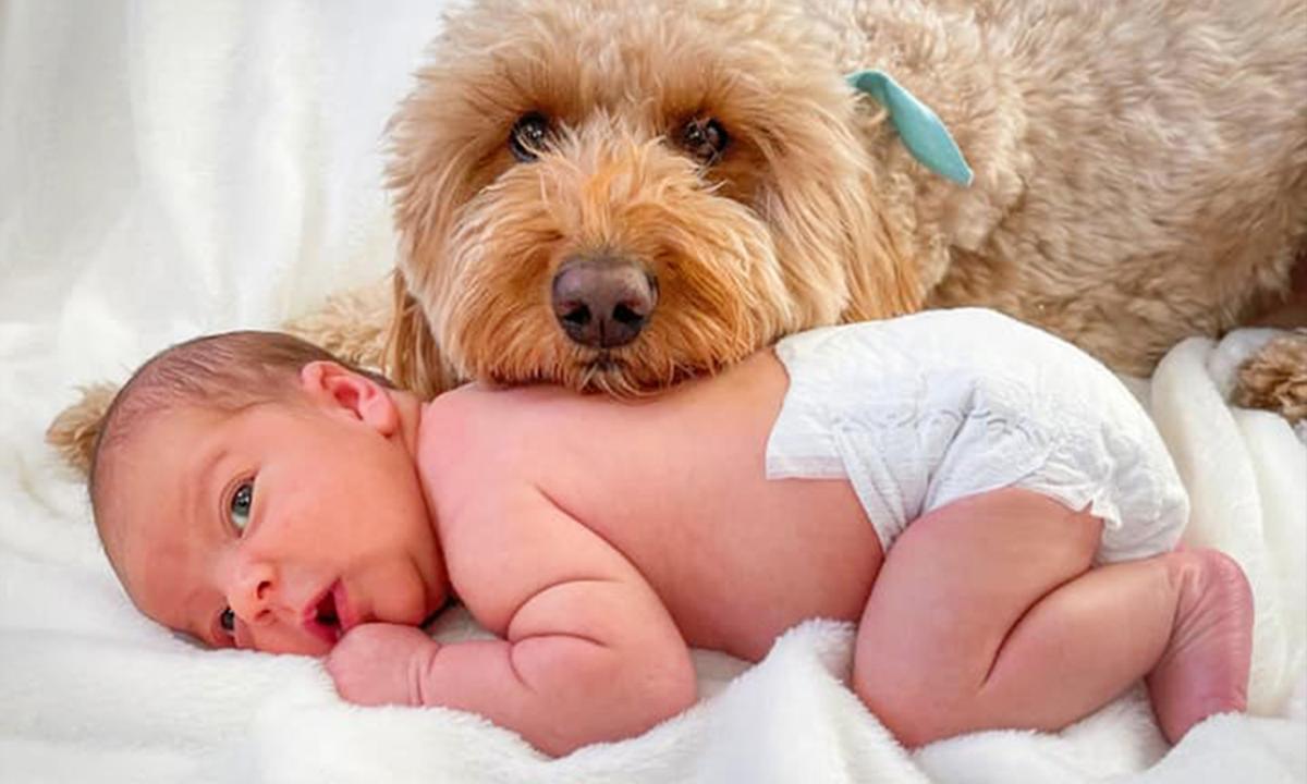 Family Dog Insists on Being Part of Newborn Baby’s First Photoshoot—And the Pictures Are Adorable