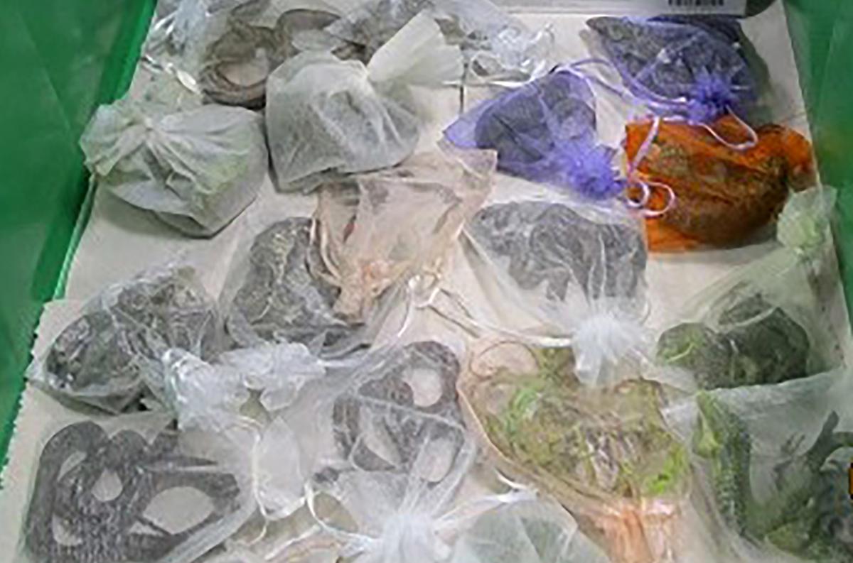Border Authorities Find 52 Reptiles Hidden in Man’s Clothing
