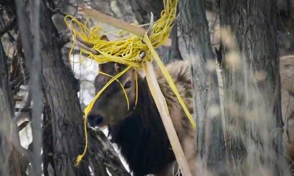600-Pound Bull Elk’s Antlers Tangled in Rope, Tree Branches—Till Rescuers Arrive With Tranquilizer Gun