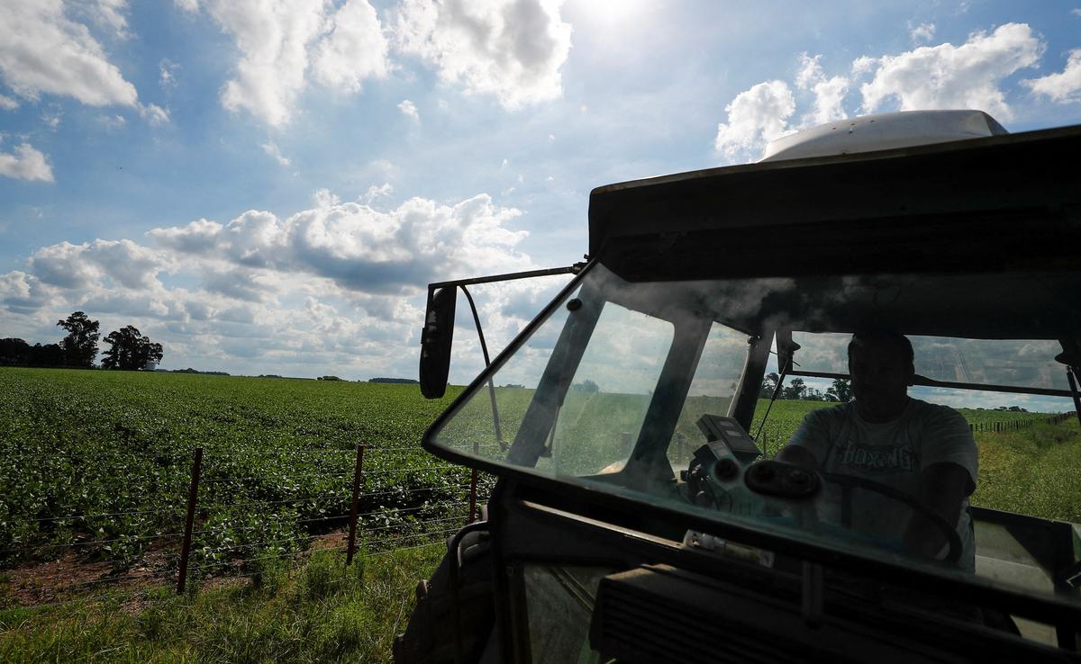 Argentina Halts Export Registration for Soy Oil, Meal
