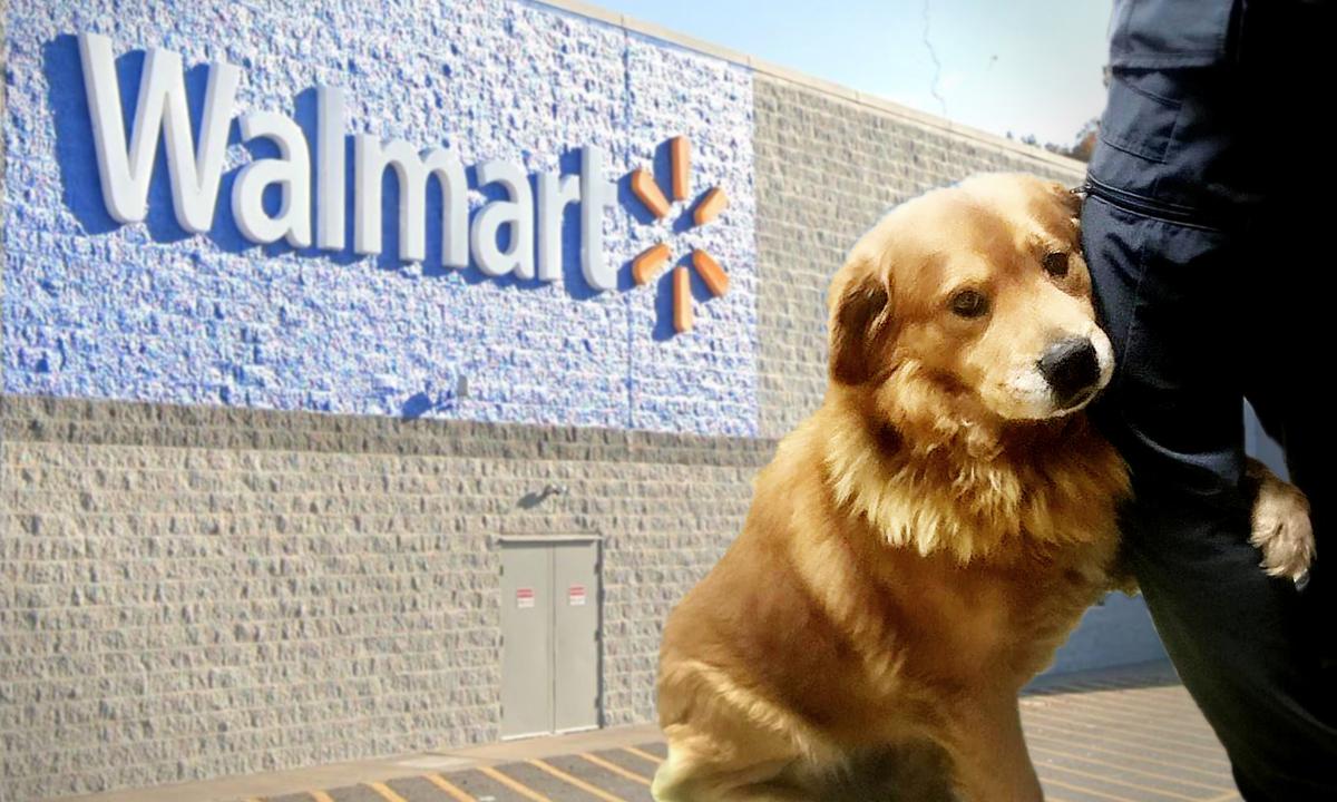 Heartbroken Dog Abandoned in Walmart Parking Lot Can’t Stop Hugging the Humans Who Rescued Him