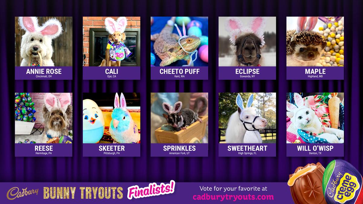 California Dog Enters Race to Win Coveted Bunny Ears