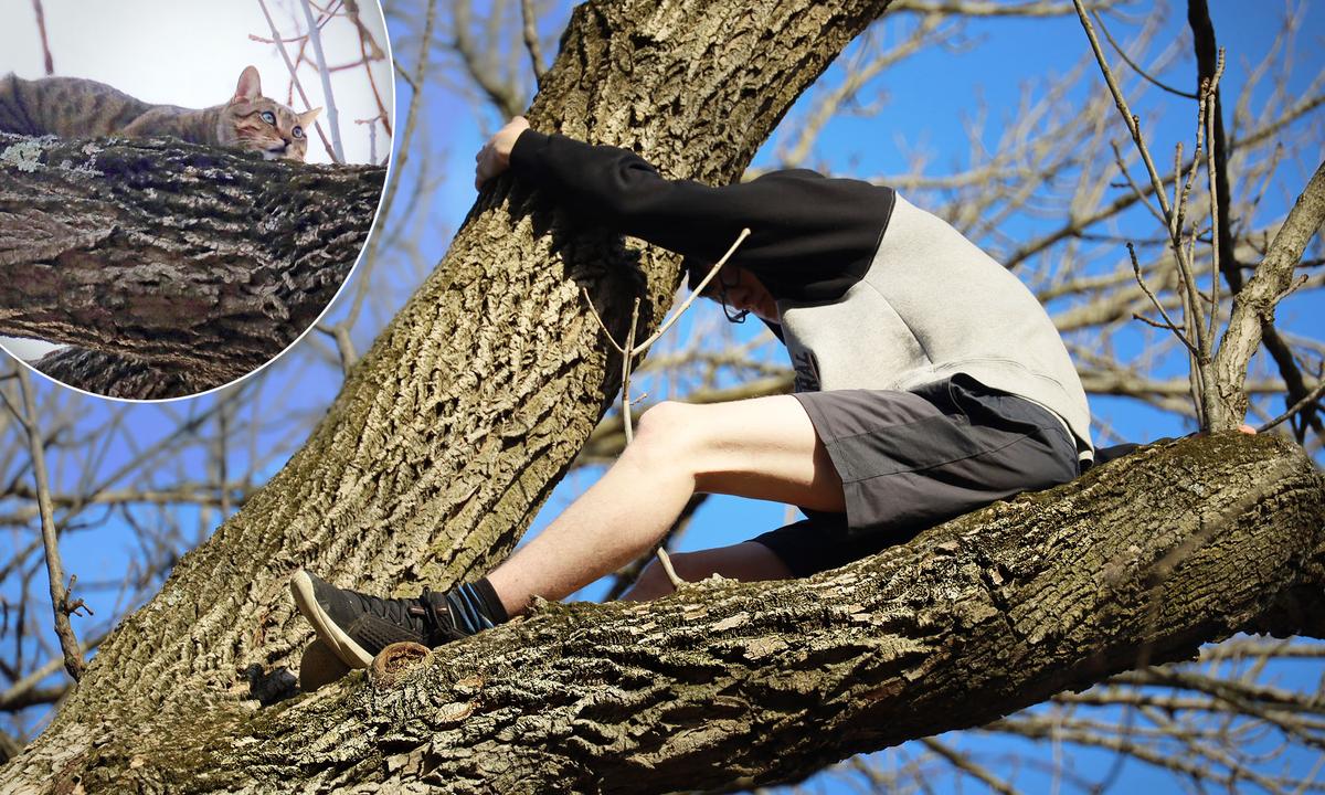 Teen Sees Cat ‘Trapped’ in 35-Foot Tree, Climbs Up to ‘Save’ It—Ends Up Needing to Be Rescued Himself