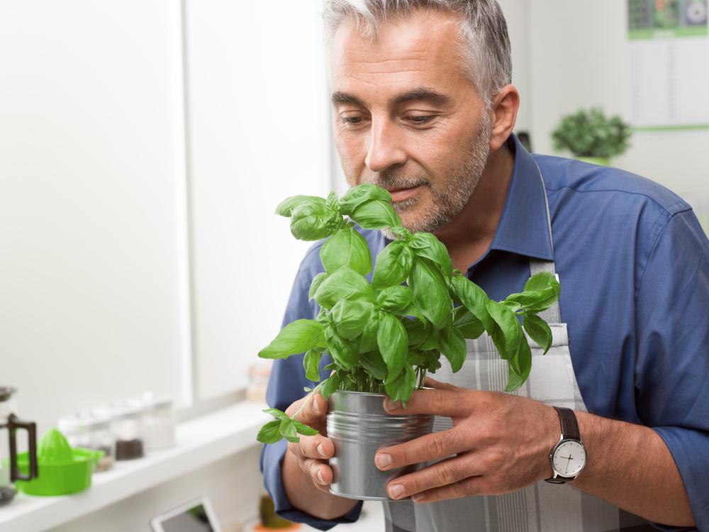 Basil: Herb of Scorpions, Doctors, and Kings
