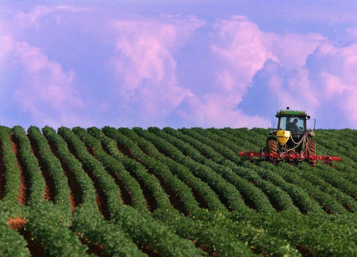 A farmer works a potato field in North Tryon, Prince Edward Island, in a file photo. (The Canadian Press/Andrew Vaughan)