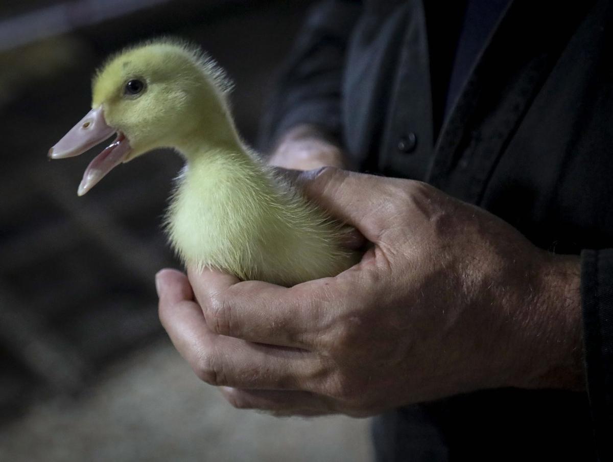 Quebec Duck Farm Says It Has Detected a Case of Highly Pathogenic Avian Flu