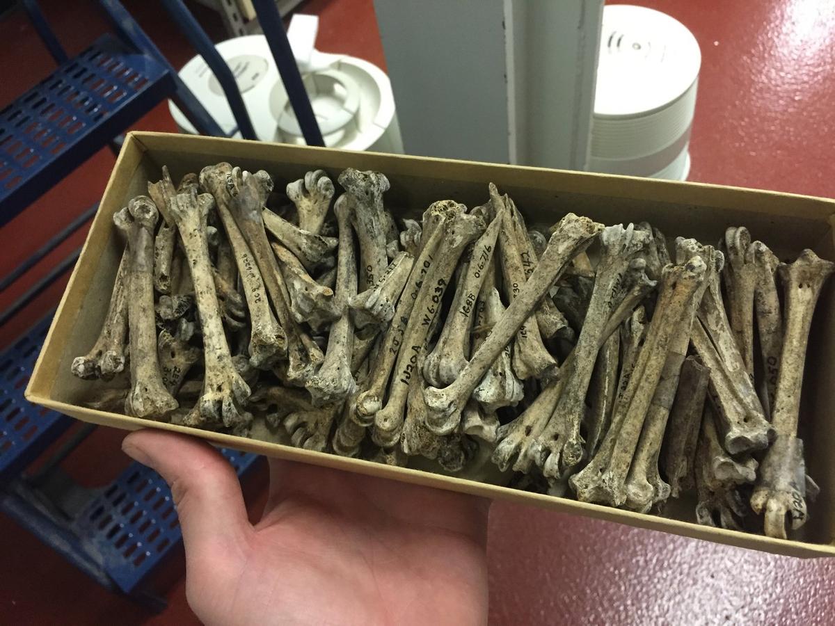 Albatross Came Back to Vancouver Island to Feed Over Hundreds of Generations: Study