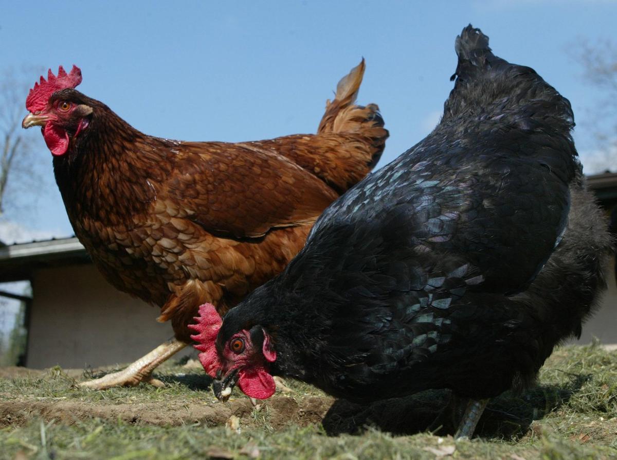 Canadian Food Inspection Agency Confirms Avian Flu on Fourth Quebec Poultry Farm