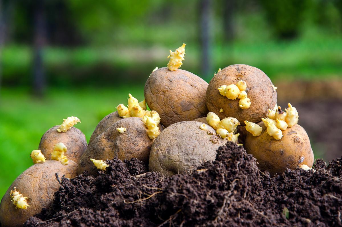 Potato Seeds or Seed Potatoes?