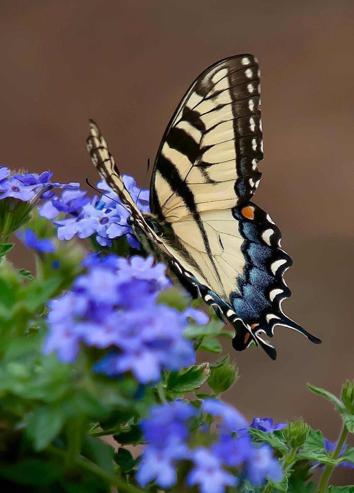 On Gardening: The Early Butterfly Gets the Verbena. Do You Have Them Planted?