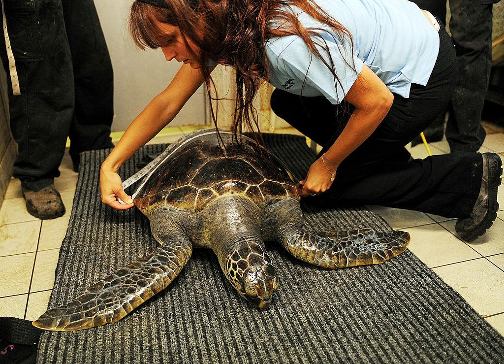 Large Female Sea Turtles Lay More Eggs and Need to Be Protected: Study