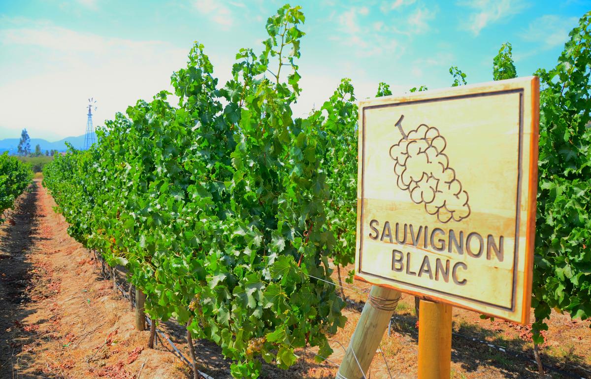 The Significance of Sauvignon Blanc