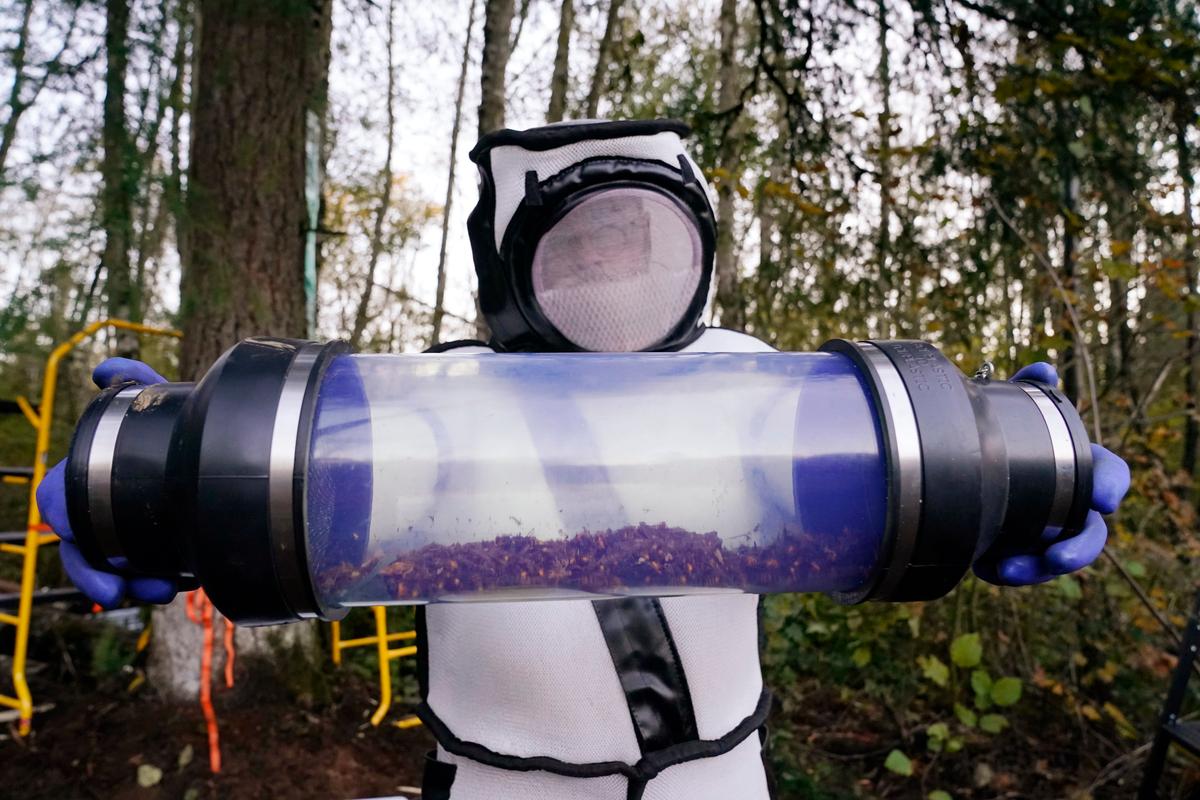 Scientists Will Set 1,000 Traps for Murder Hornets This Year