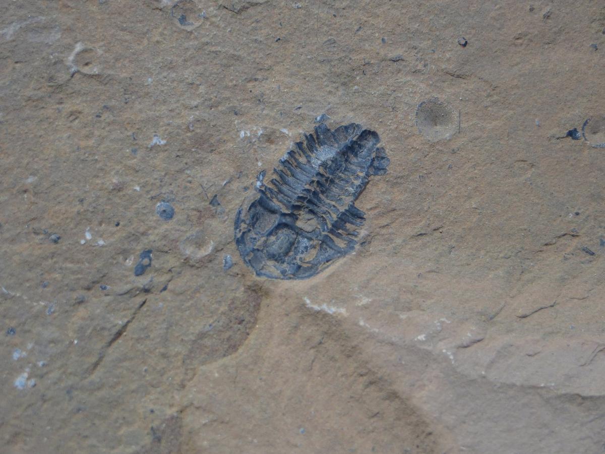 Parks Canada Recovers 45 Fossils Stolen From Burgess Shale, Levies $20,000 Fine