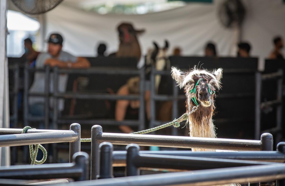 Things to Do in Orange County This Weekend: May 20–22