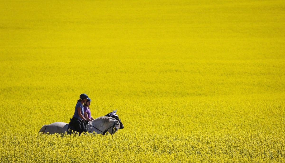 China Lifts Restrictions on Canadian Canola: Ottawa Announces