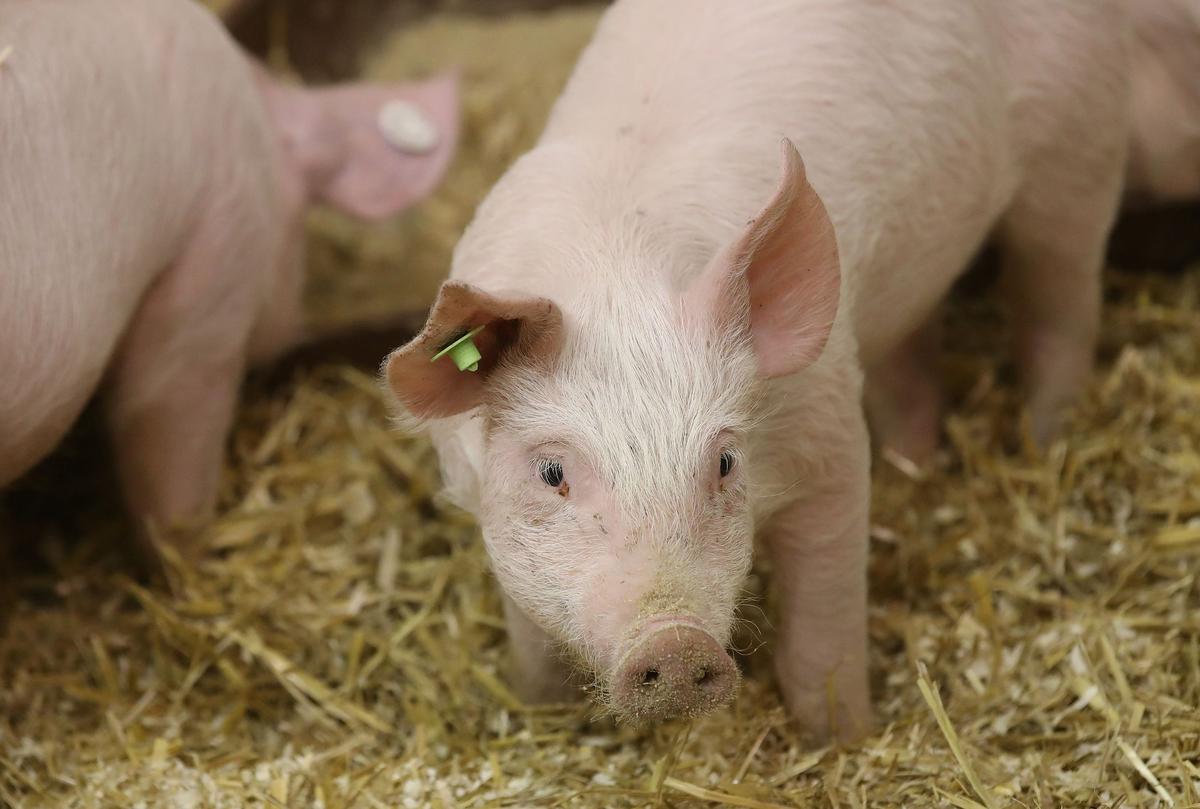 African Swine Fever Case Found on Pig Farm in South Korea
