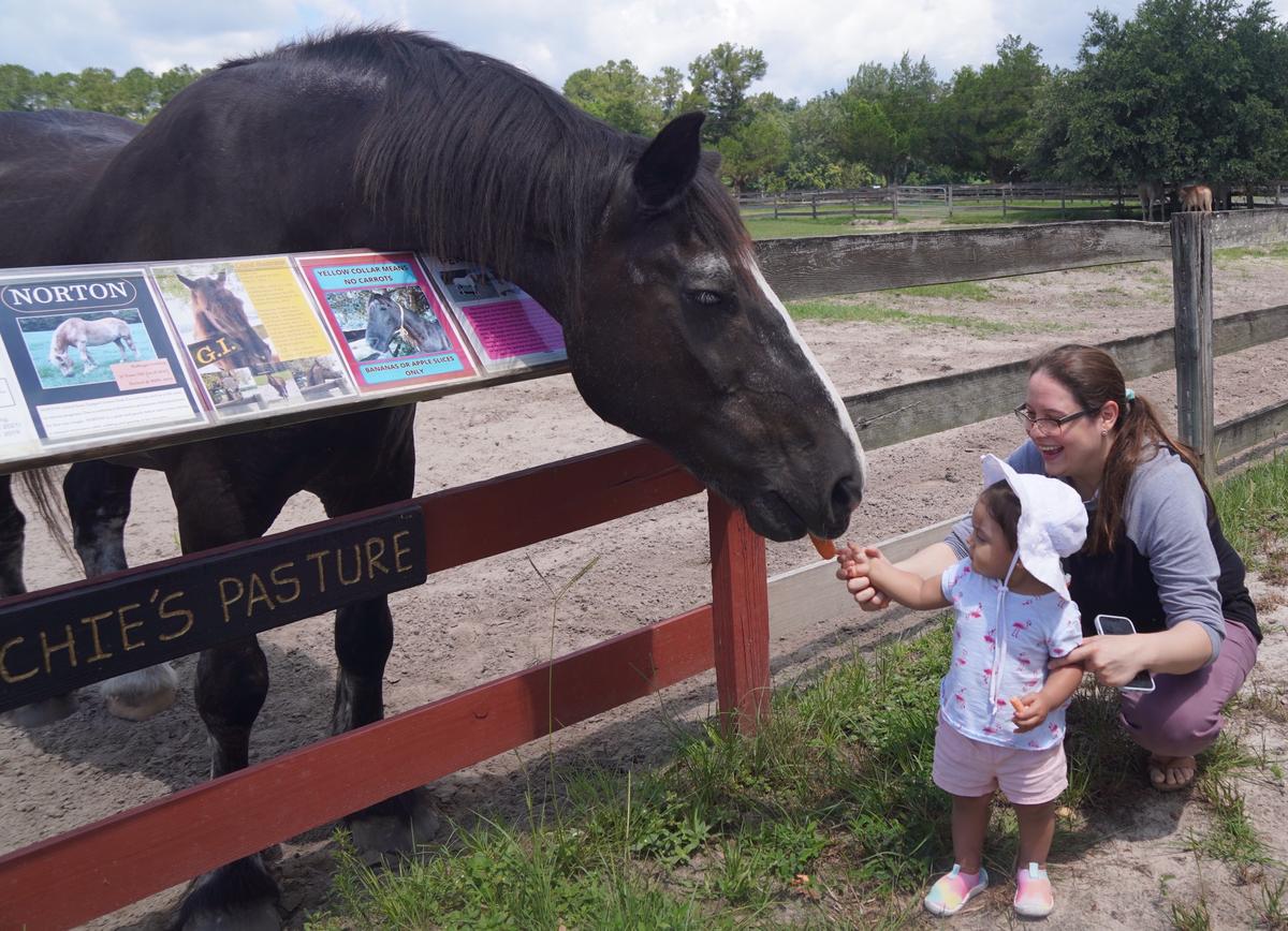 Couple Fulfills Lifelong Dream, Honors Heroic Horses with Forever Home