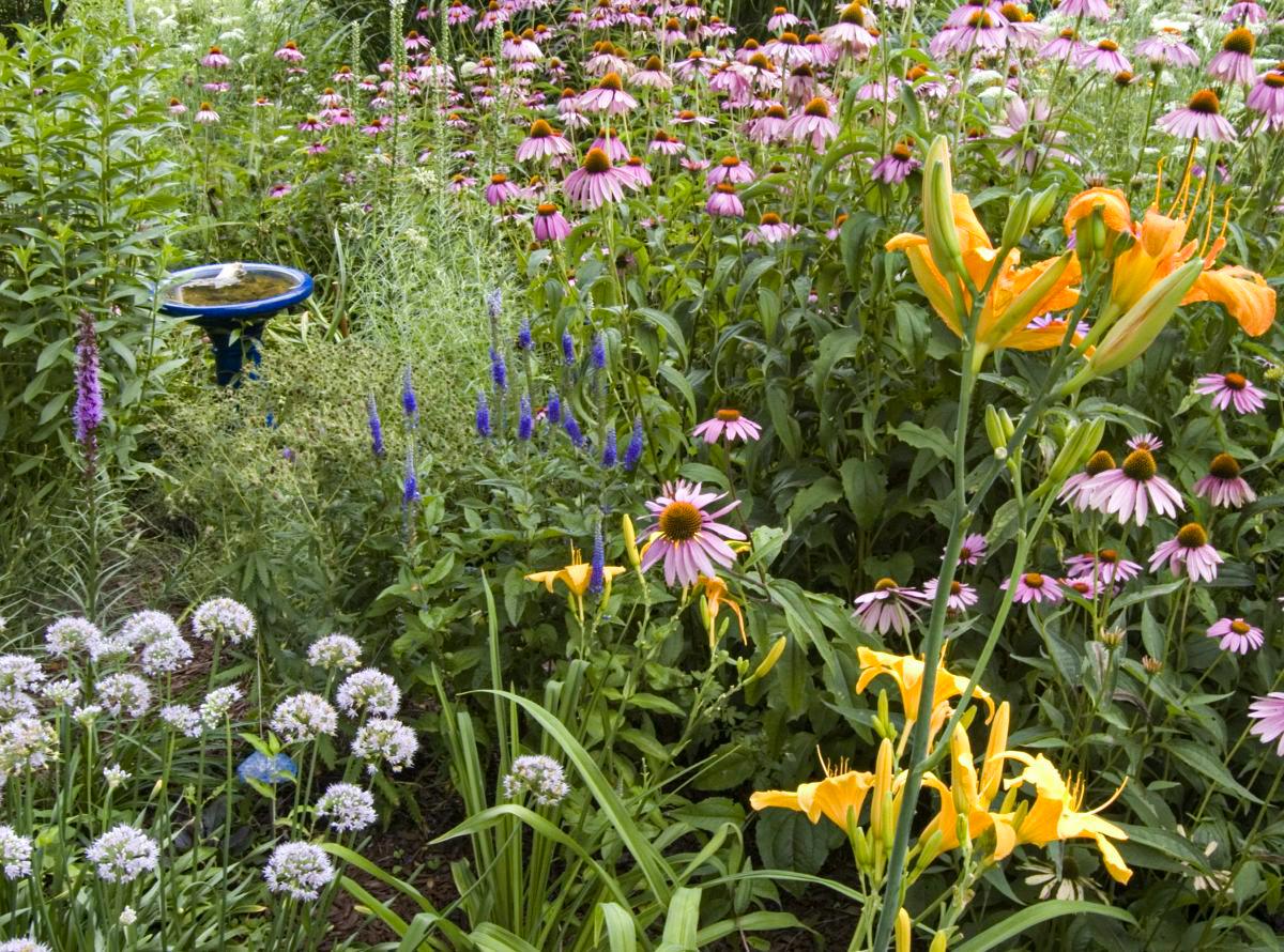 How to Attract Pollinators: 6 Must-Have Plants
