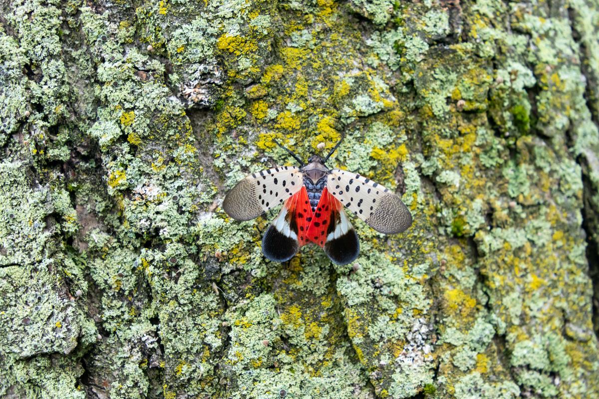 Spotted Lanternflies Are Hatching Again. but How Far Do They Spread Each Year?