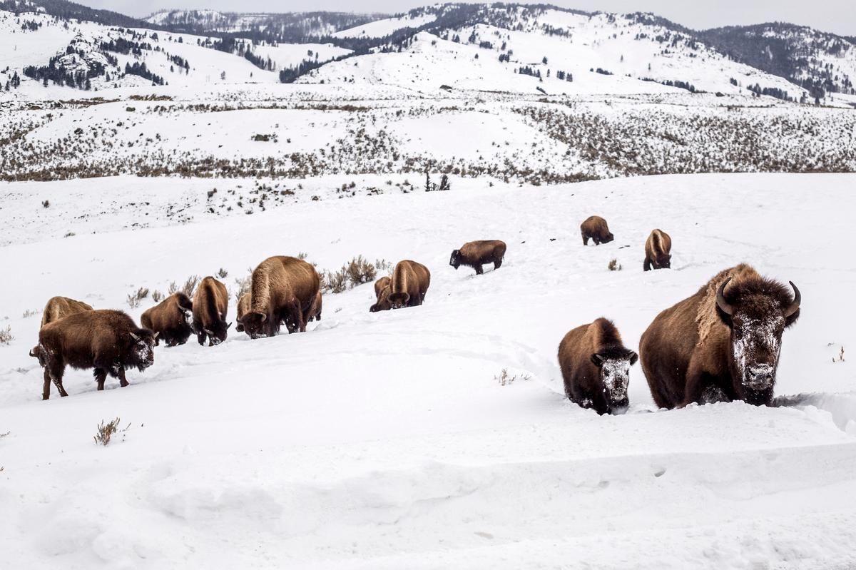 Bison Gores Woman in Yellowstone National Park