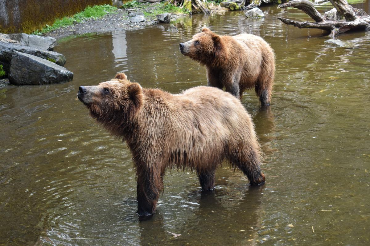 Taking the Kids: To Sitka, Alaska