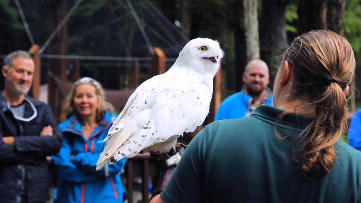 Alaska Raptor Center. (Visit Sika)