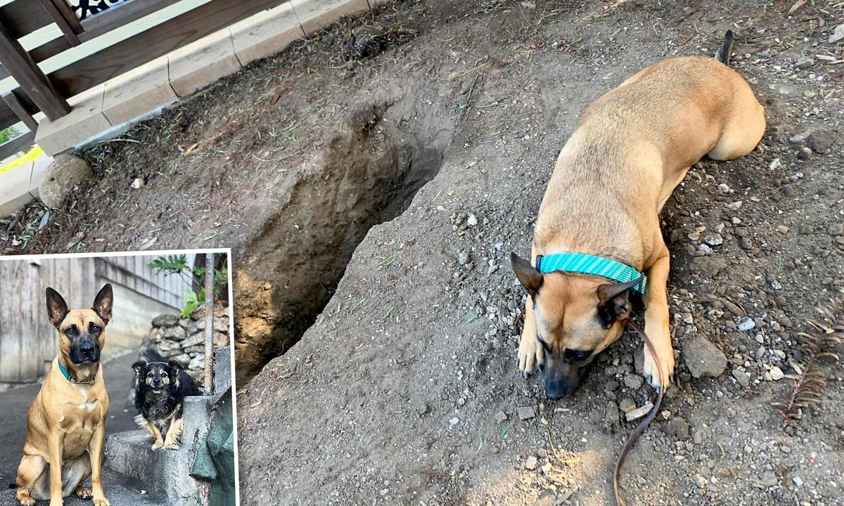 Dog Bids Emotional Farewell to Her Senior Canine Best Friend After He Passes Away