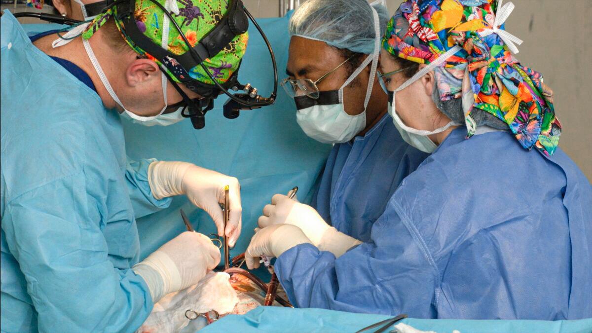 Australian Exports of Critical Heart Valve Replacements to US Impacted by Worker Shortage
