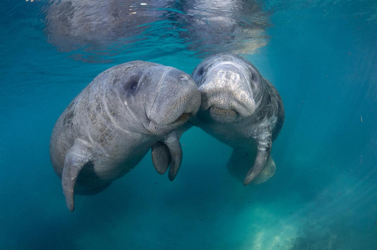 Get up Close and Personal With a Once-Endangered Manatee