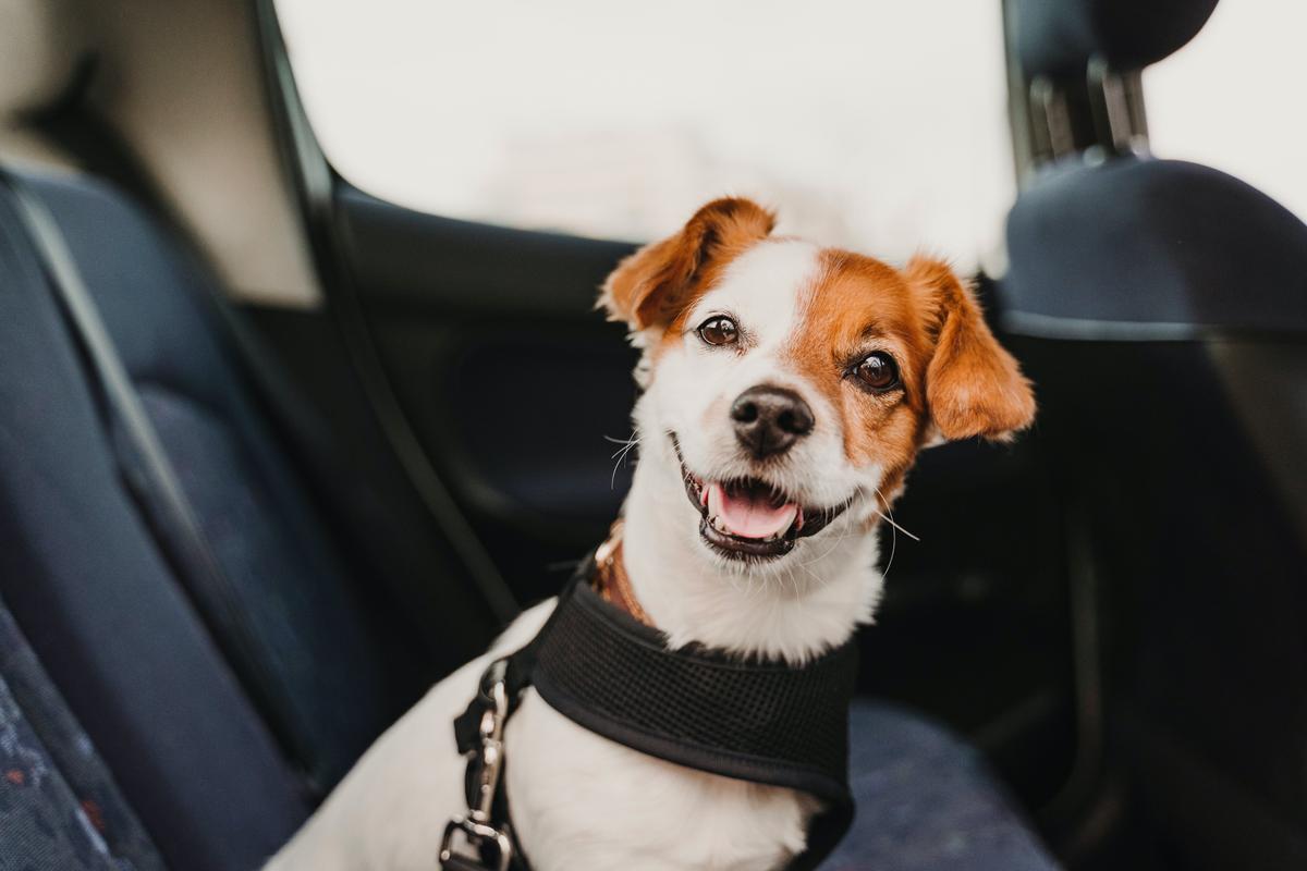 Traveling With Pets This Summer? Here’s What to Know to Keep Them Safe and Secure